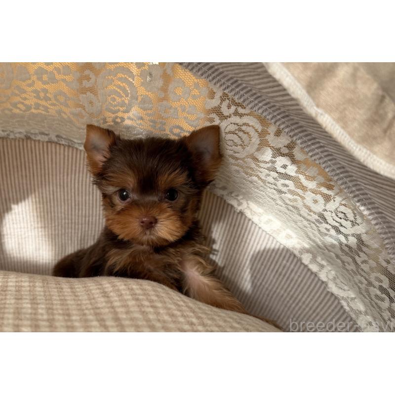 販売中の東京都のヨークシャーテリア-427559の2枚目