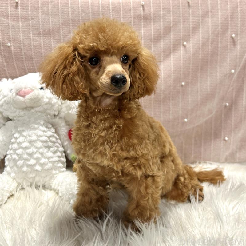 販売中の栃木県のトイプードル-415719