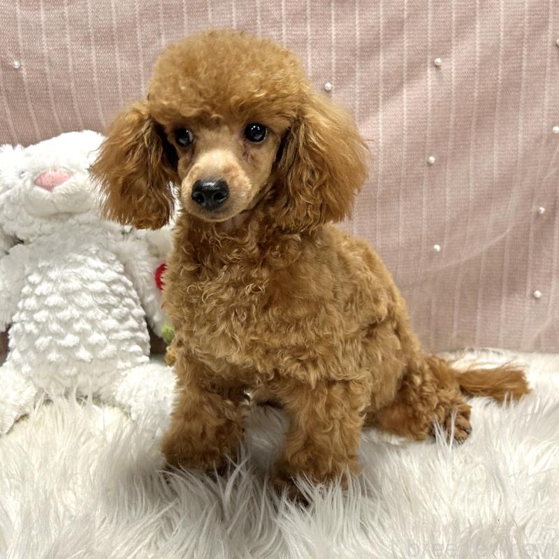 販売中の栃木県のトイプードル-415719の3枚目