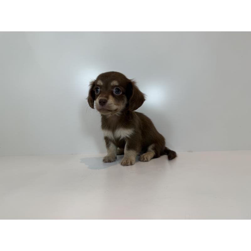 販売中の広島県のチワックス:チワワ×ミニチュアダックスフンド-427560の2枚目