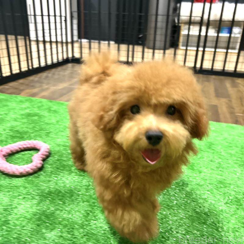 成約済の栃木県のトイプードル-420775の10枚目