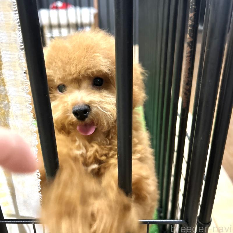 成約済の栃木県のトイプードル-420775の9枚目