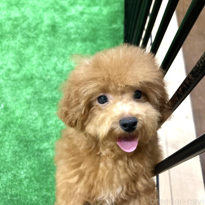 成約済の栃木県のトイプードル-420775の8枚目