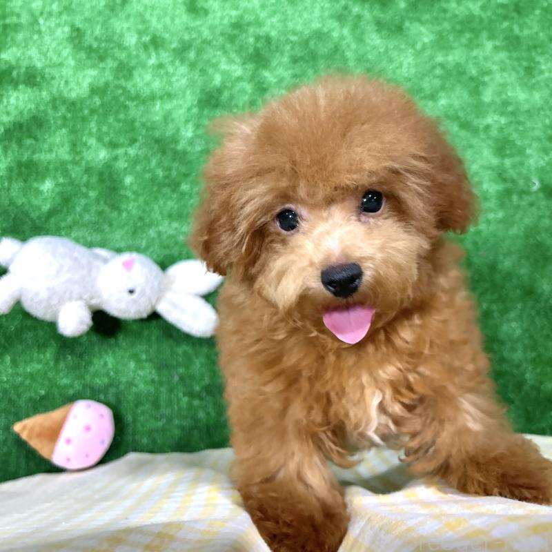 成約済の栃木県のトイプードル-420775の7枚目