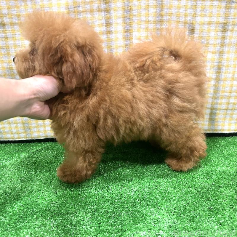 成約済の栃木県のトイプードル-420775の6枚目