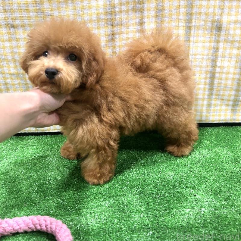 成約済の栃木県のトイプードル-420775の5枚目