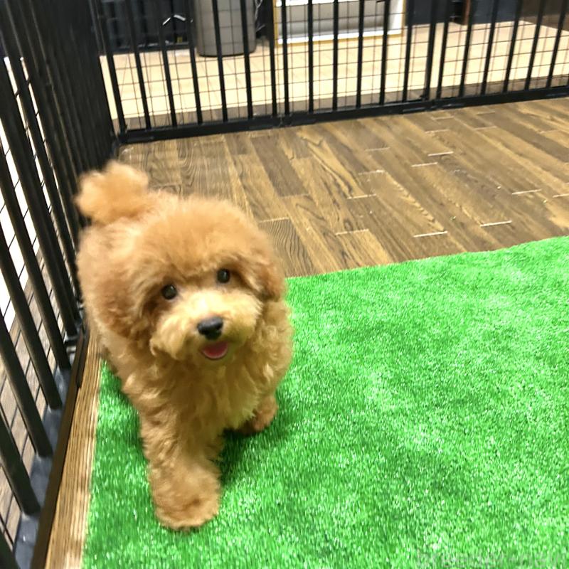 成約済の栃木県のトイプードル-420775の4枚目