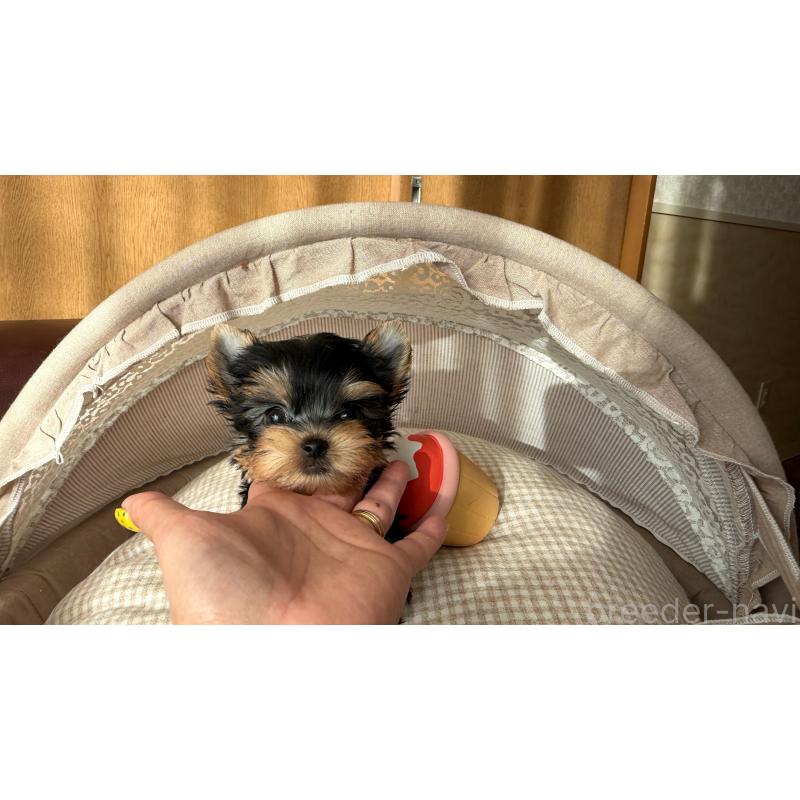 販売中の東京都のヨークシャーテリア-427565の4枚目