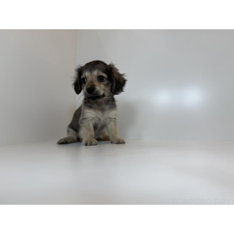 販売中の広島県のチワックス:チワワ×ミニチュアダックスフンド-427561の3枚目