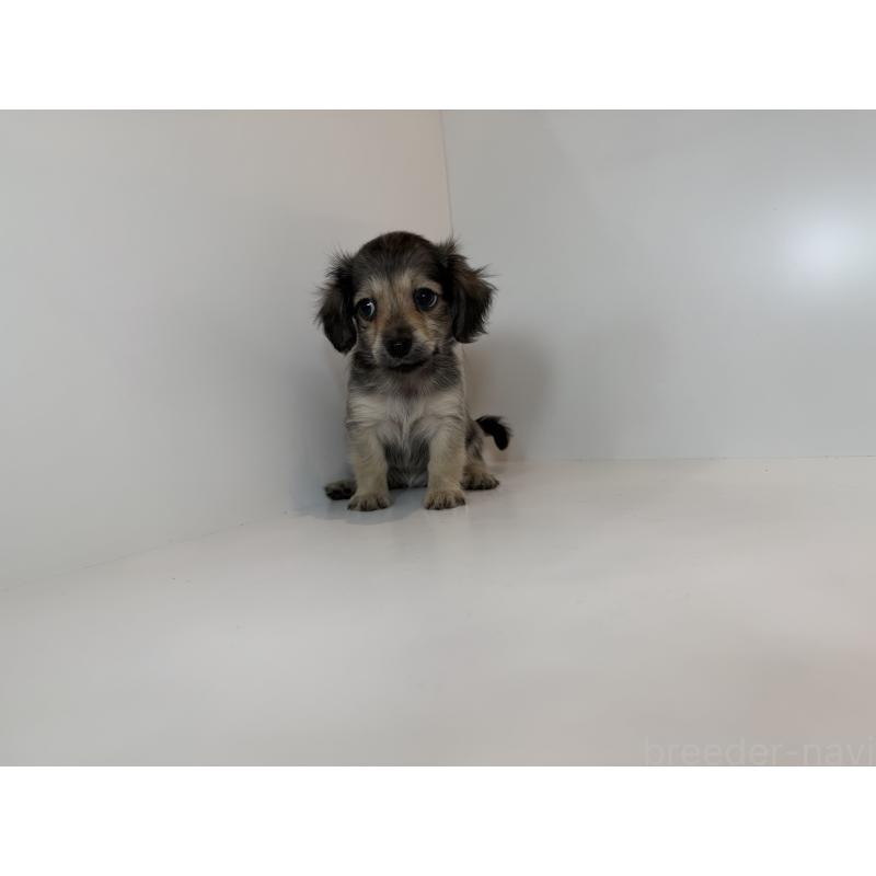 販売中の広島県のチワックス:チワワ×ミニチュアダックスフンド-427561の2枚目