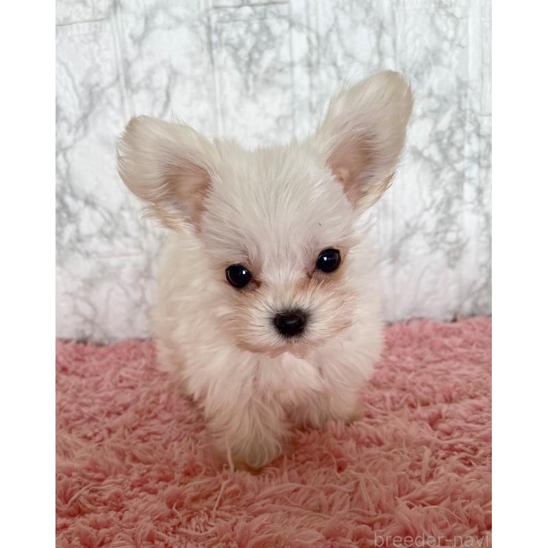 販売中の北海道のミックス犬-427563の1枚目