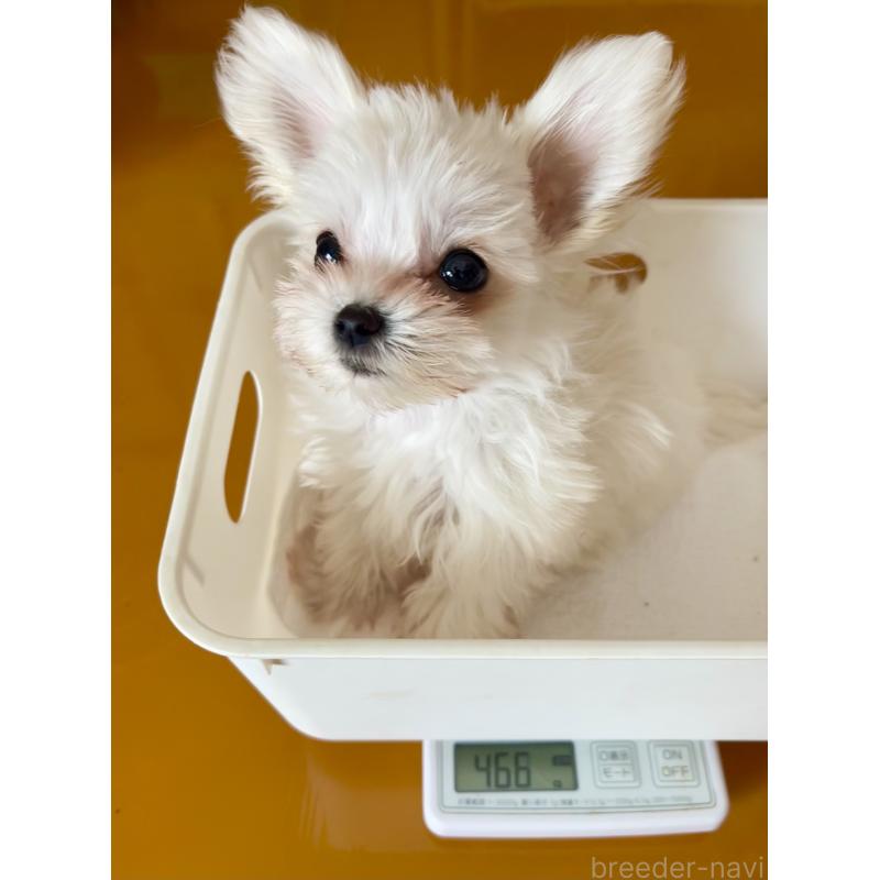 販売中の北海道のミックス犬-427563の6枚目