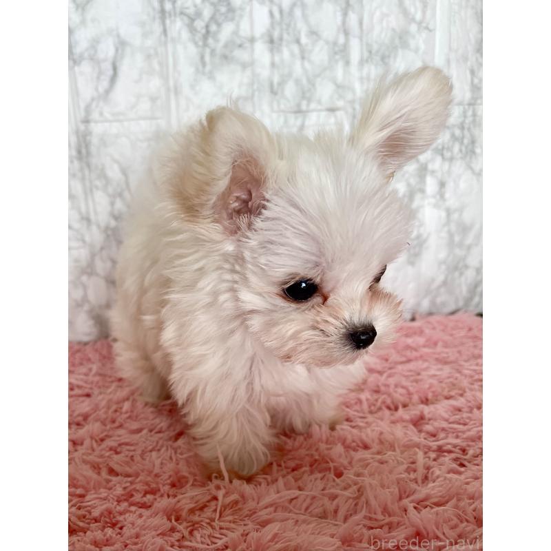 販売中の北海道のミックス犬-427563の5枚目