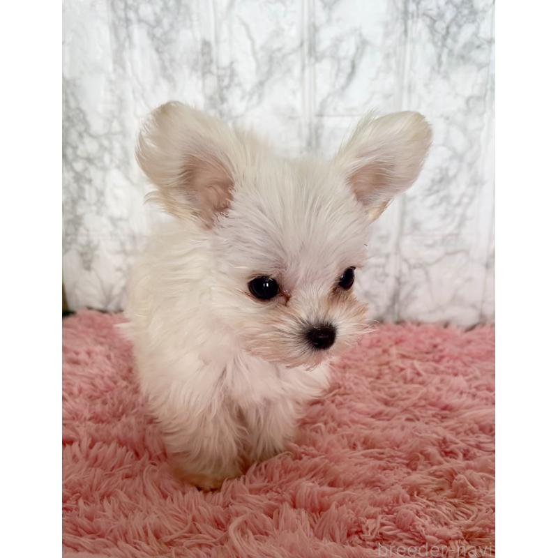 販売中の北海道のミックス犬-427563の4枚目