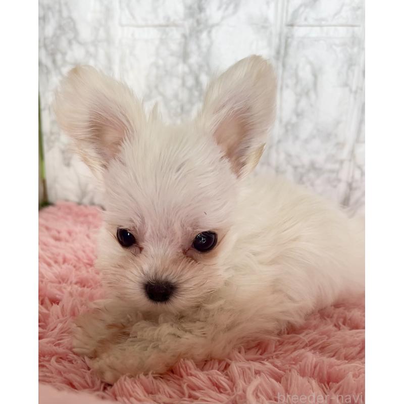 販売中の北海道のミックス犬-427563の2枚目