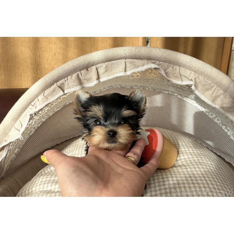 販売中の東京都のヨークシャーテリア-427565の2枚目