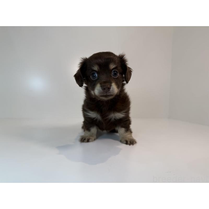 販売中の広島県のチワックス:チワワ×ミニチュアダックスフンド-427564の3枚目