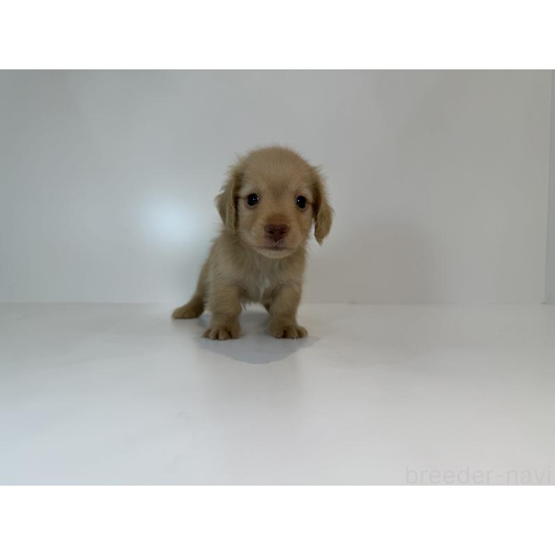 販売中の広島県のミニチュアダックスフンド(ロングヘアード)-427566の3枚目