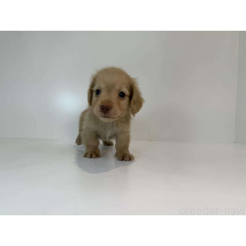 販売中の広島県のミニチュアダックスフンド(ロングヘアード)-427566の2枚目