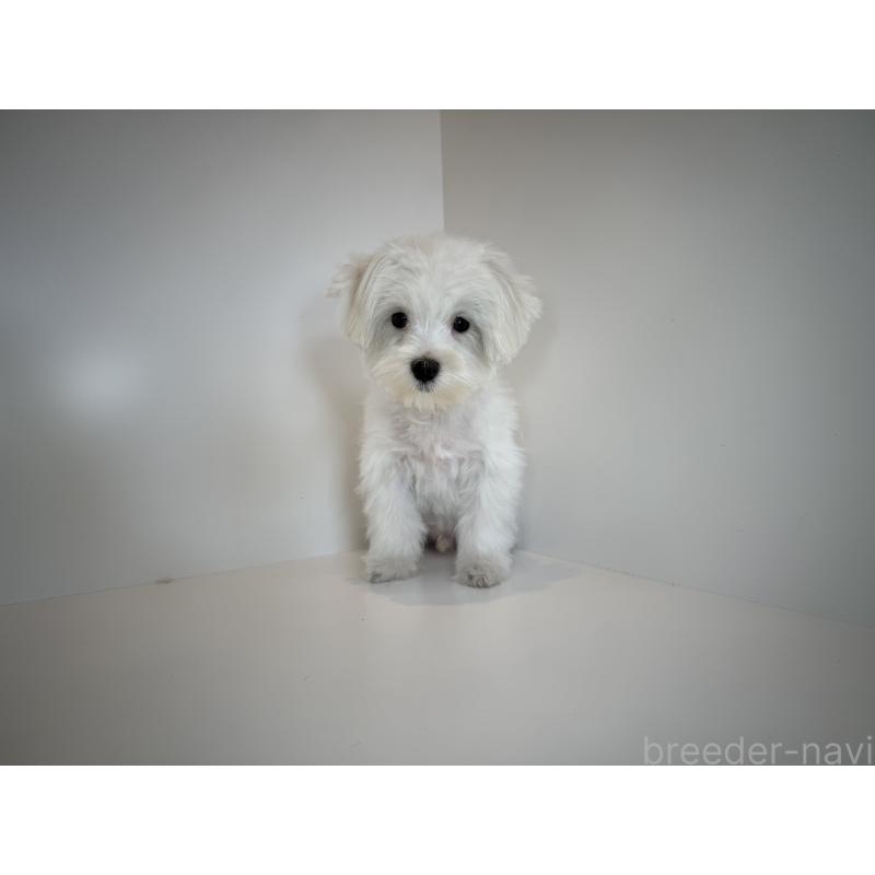 販売中の広島県のマルチーズ-427567の3枚目