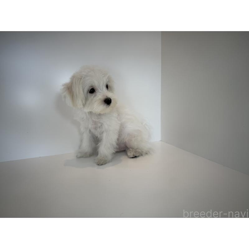 販売中の広島県のマルチーズ-427567の2枚目