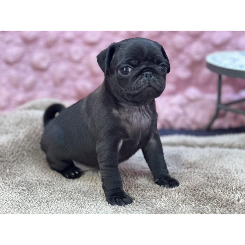 販売中の茨城県のパグ-427568の16枚目