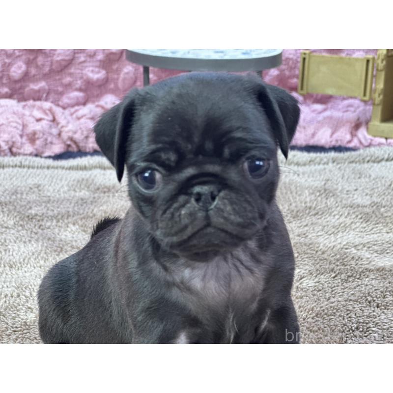 販売中の茨城県のパグ-427568の1枚目
