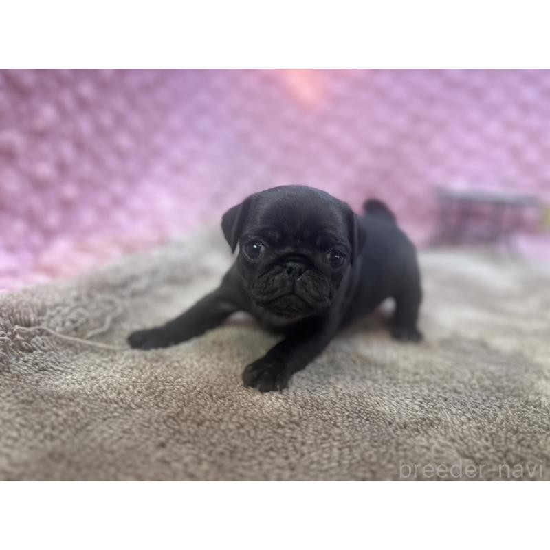 販売中の茨城県のパグ-427568の14枚目