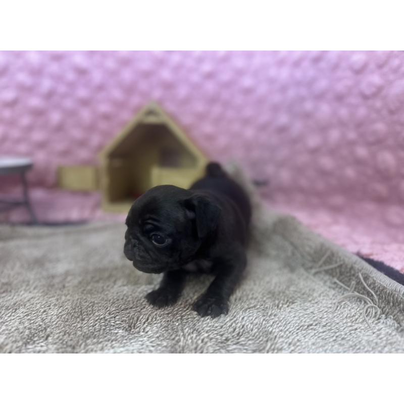 販売中の茨城県のパグ-427568の13枚目