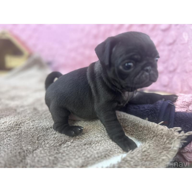 販売中の茨城県のパグ-427568の12枚目