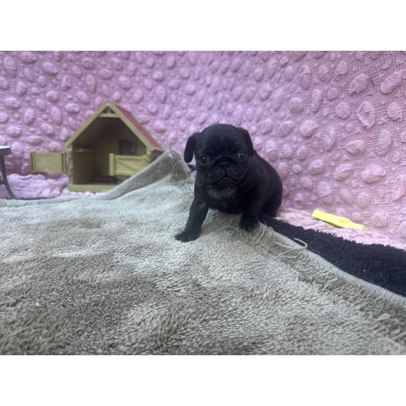 販売中の茨城県のパグ-427568の11枚目