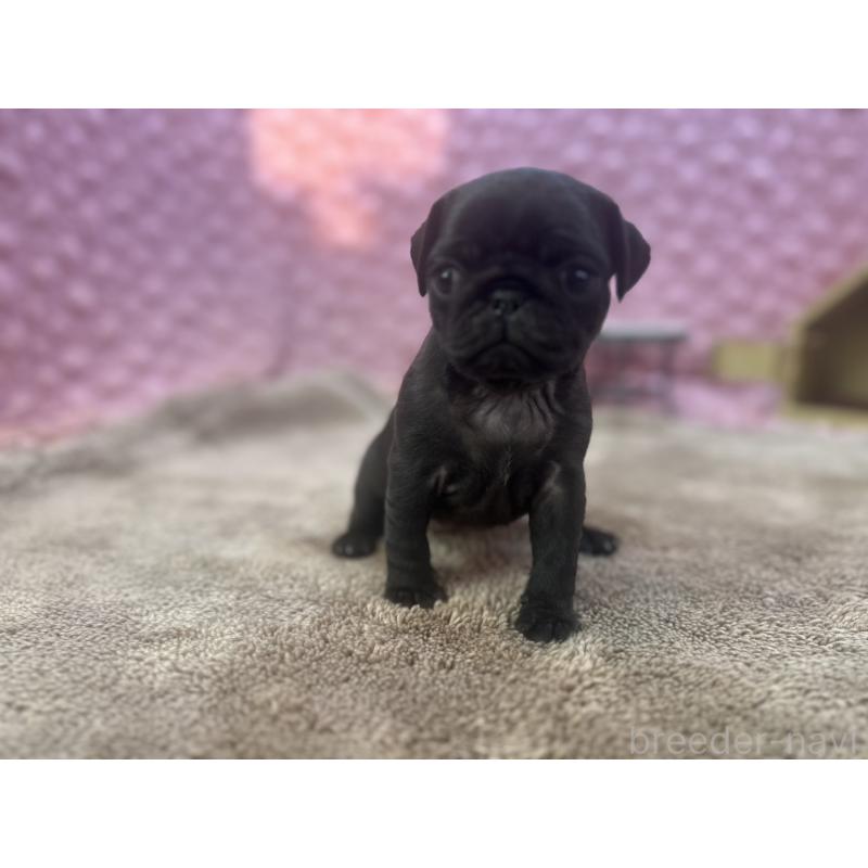 販売中の茨城県のパグ-427568の10枚目