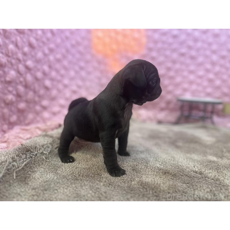 販売中の茨城県のパグ-427568の8枚目