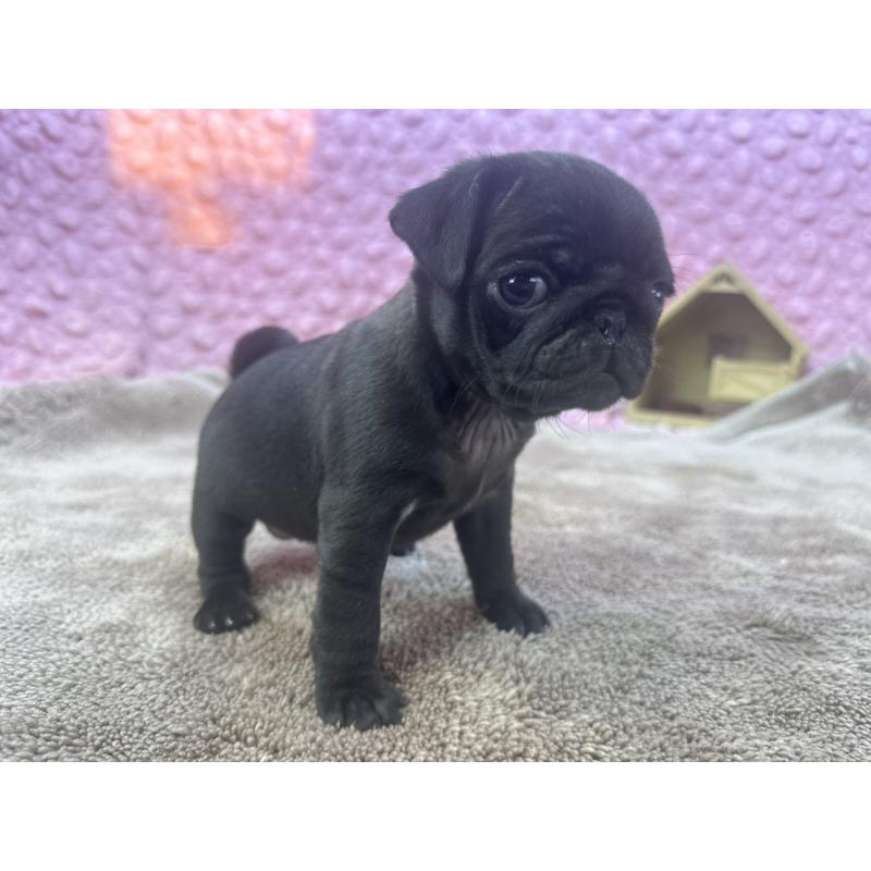 販売中の茨城県のパグ-427568の7枚目