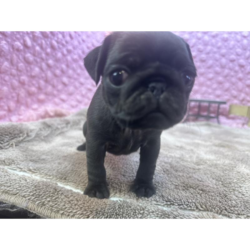 販売中の茨城県のパグ-427568の6枚目