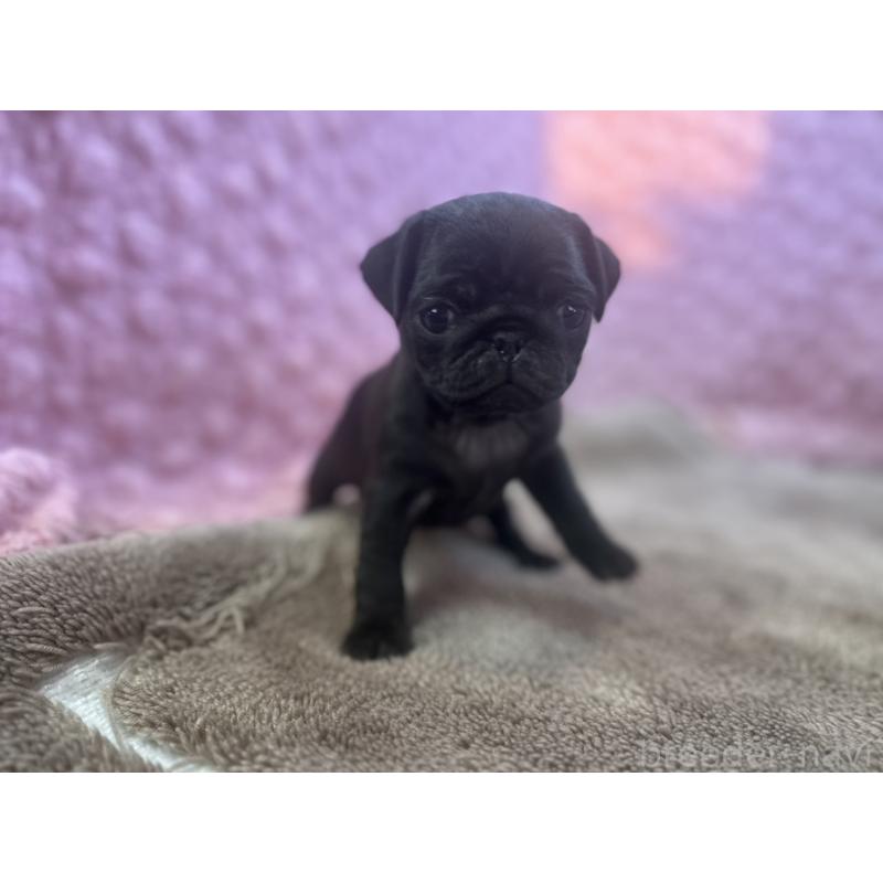 販売中の茨城県のパグ-427568の2枚目