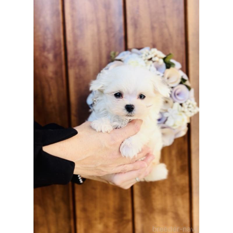 販売中の福岡県のマルチーズ-427569の10枚目