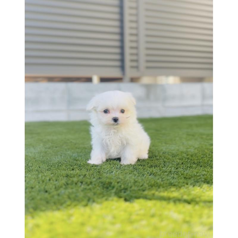 販売中の福岡県のマルチーズ-427569の9枚目