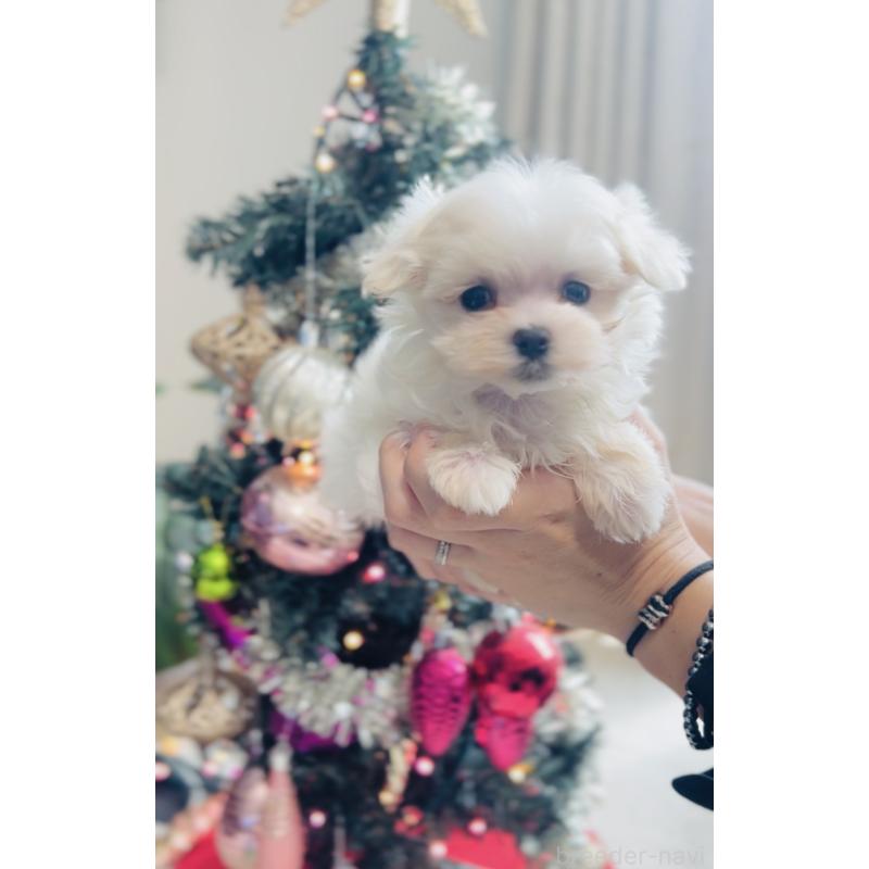 販売中の福岡県のマルチーズ-427569の8枚目