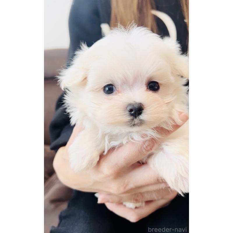 販売中の福岡県のマルチーズ-427569の7枚目