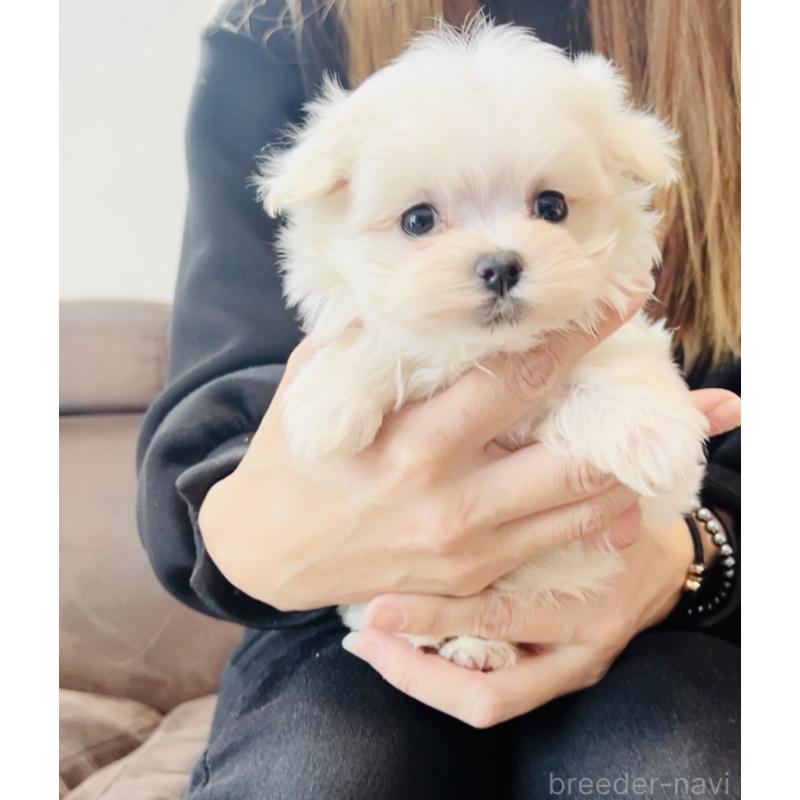 販売中の福岡県のマルチーズ-427569の6枚目