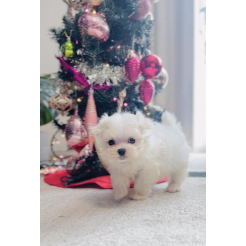 販売中の福岡県のマルチーズ-427569の5枚目