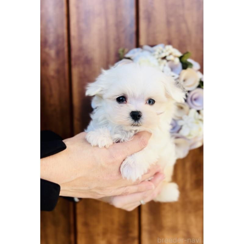 販売中の福岡県のマルチーズ-427569の4枚目