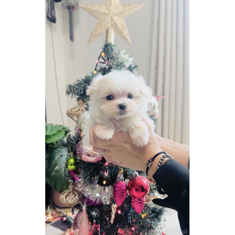 販売中の福岡県のマルチーズ-427569の3枚目