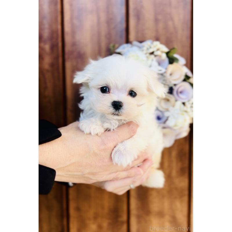 販売中の福岡県のマルチーズ-427569の2枚目