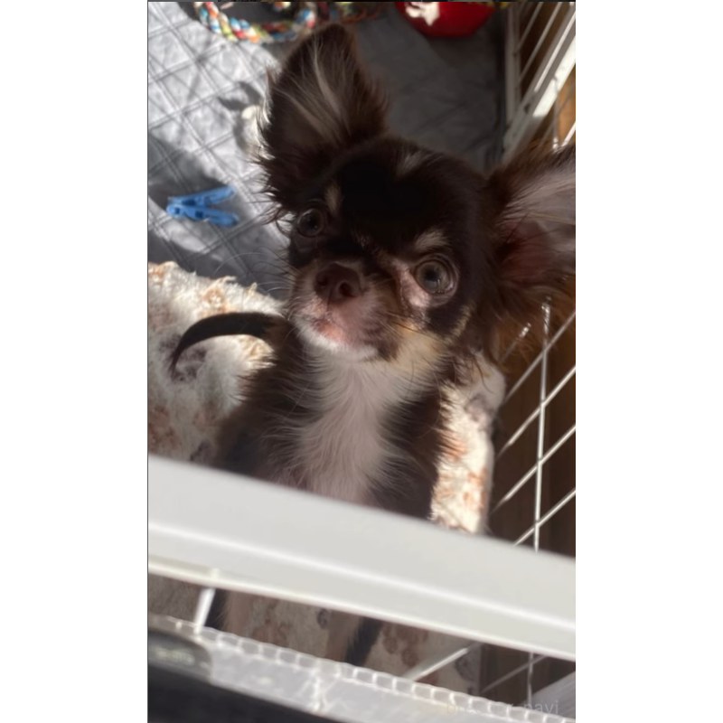 販売中の栃木県のチワワ(ロングコート)-427570の3枚目