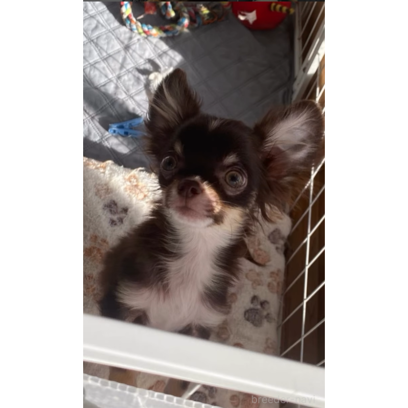 販売中の栃木県のチワワ(ロングコート)-427570の2枚目