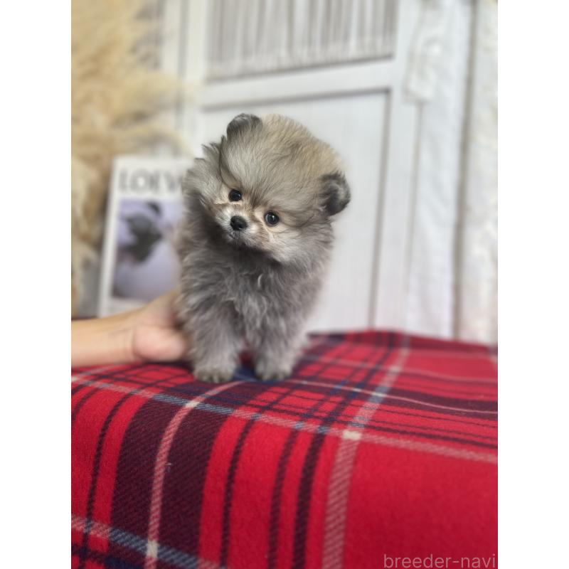 販売中の愛媛県のポメラニアン-427571の7枚目