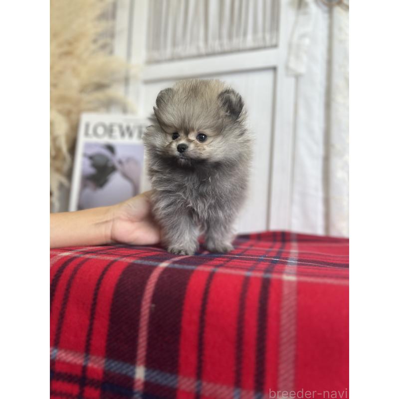 販売中の愛媛県のポメラニアン-427571の6枚目