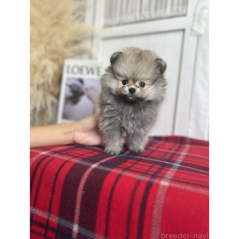 販売中の愛媛県のポメラニアン-427571の5枚目